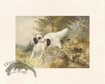 Pope Dog 19 Llewellin Setter Dog